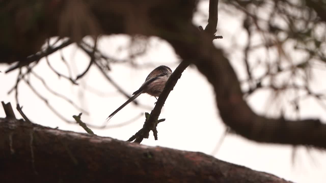 一只长尾山雀(Aegithalos caudatus)坐在树上视频素材