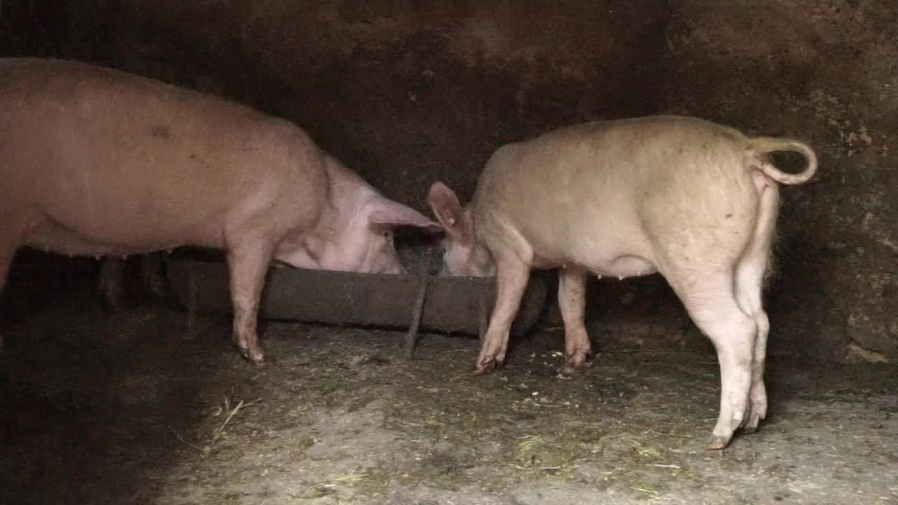 两只小白猪在谷仓的食槽里吃东西。辅助农业。猪从食槽里进食视频素材