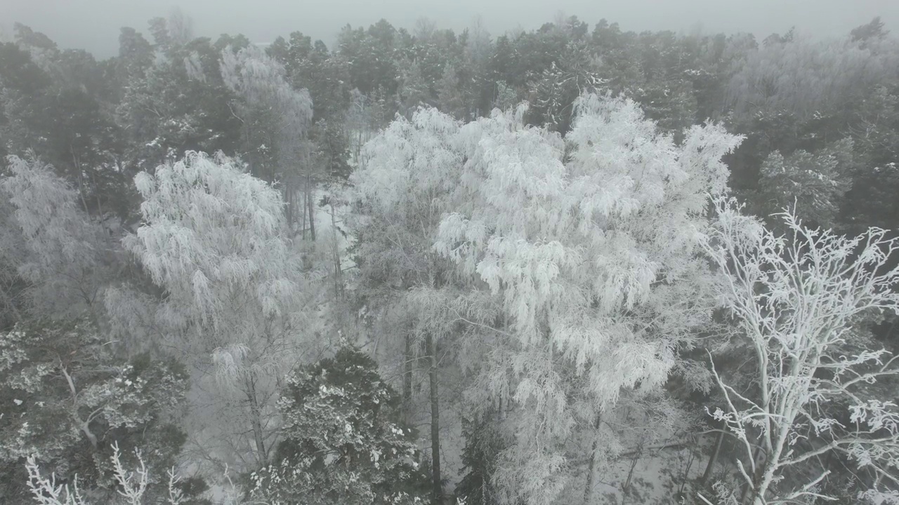 飞越白雪皑皑的森林视频素材