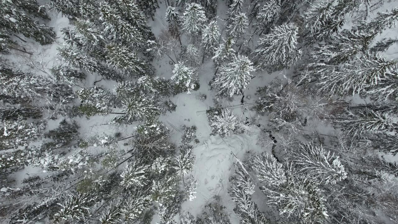 飞越白雪皑皑的森林视频素材