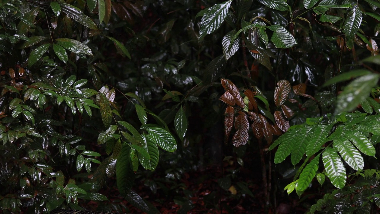 绿色热带雨林中的雨水特写视频素材