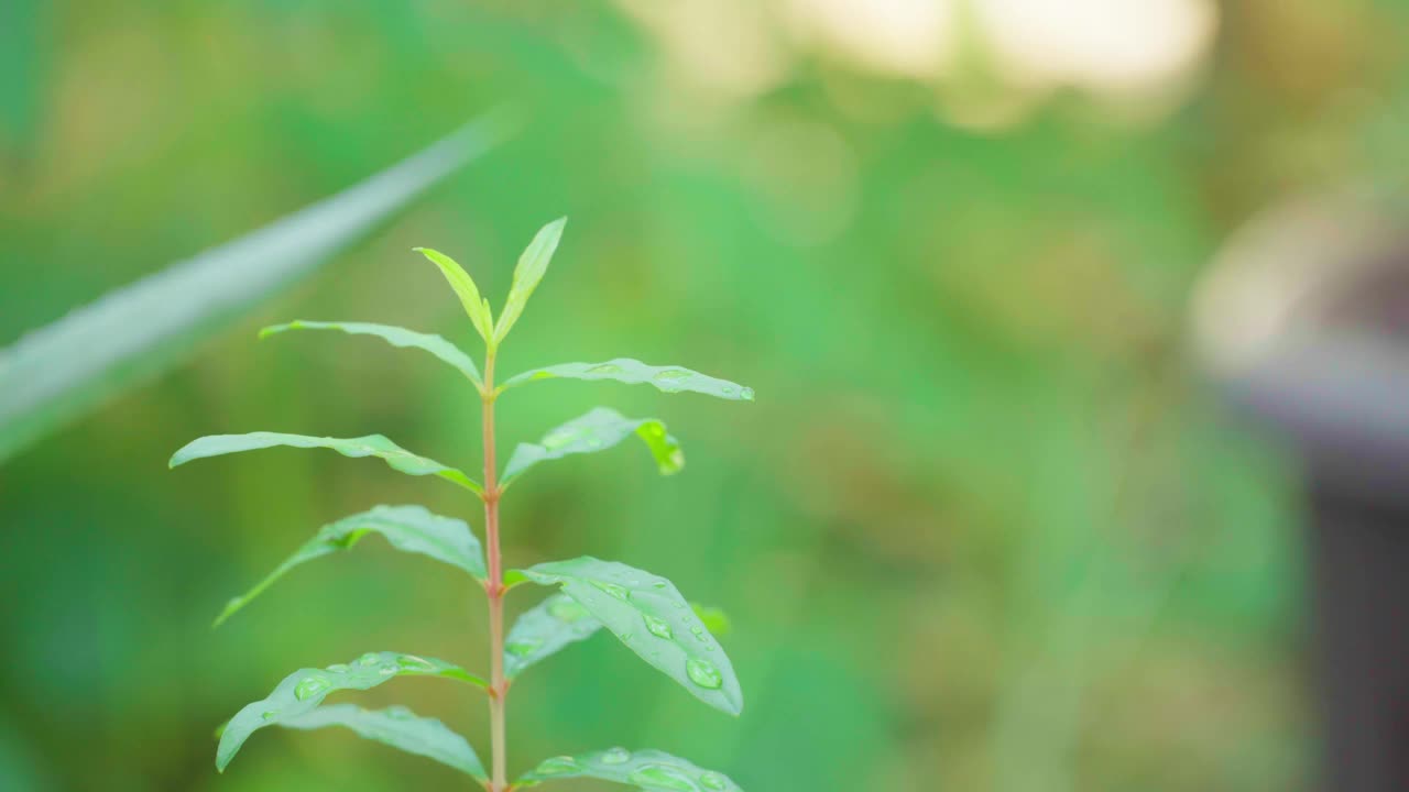 保护自然资源，植树造林，保护自然，拯救地球视频素材