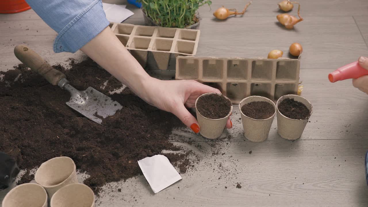 母亲和孩子在家里肥沃的黑土上播种。给植物贴标签。背景是新鲜生长的豆芽。春天和园艺概念。视频下载