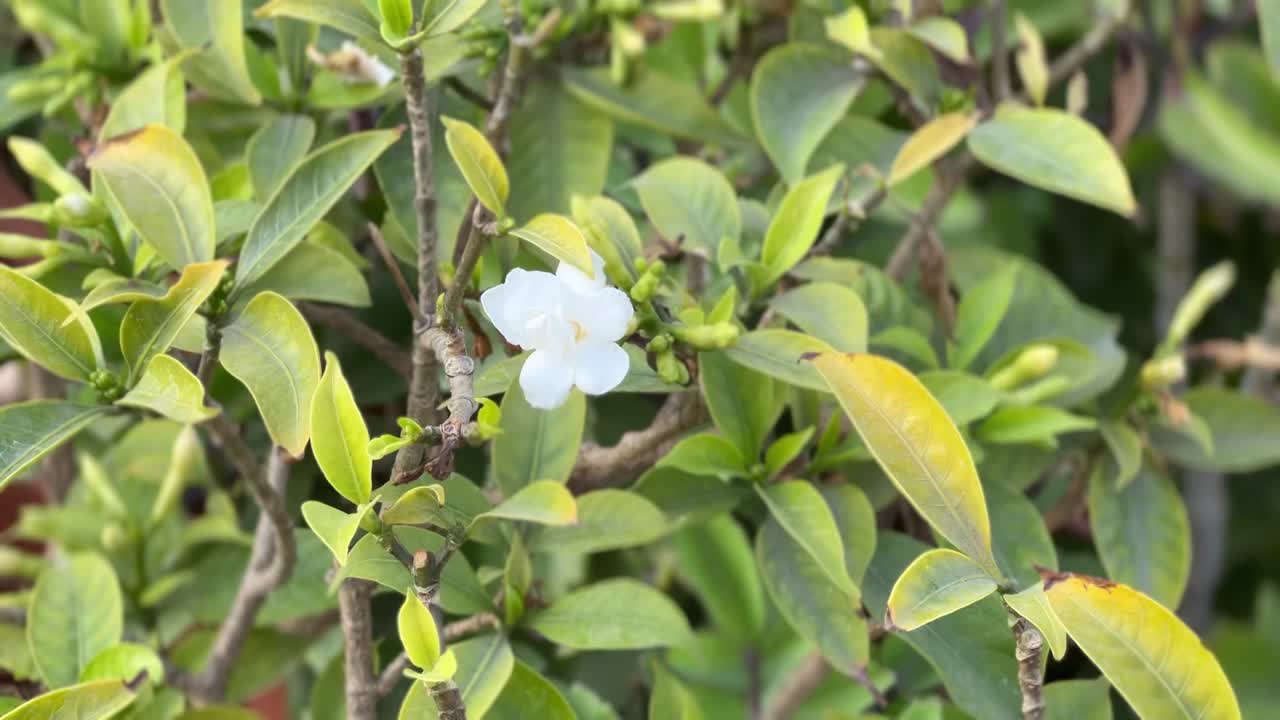 小花朵的背景上的叶子特写视频素材