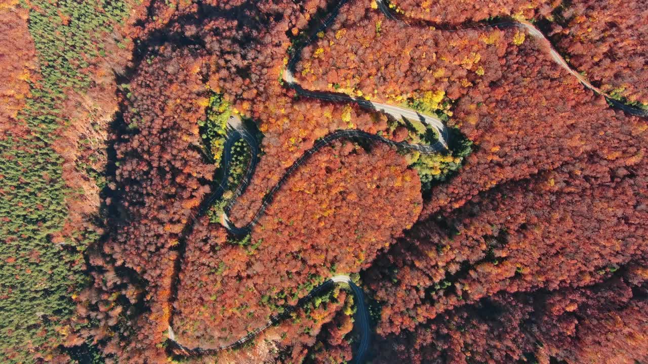 弯弯曲曲的小路穿过秋林视频素材