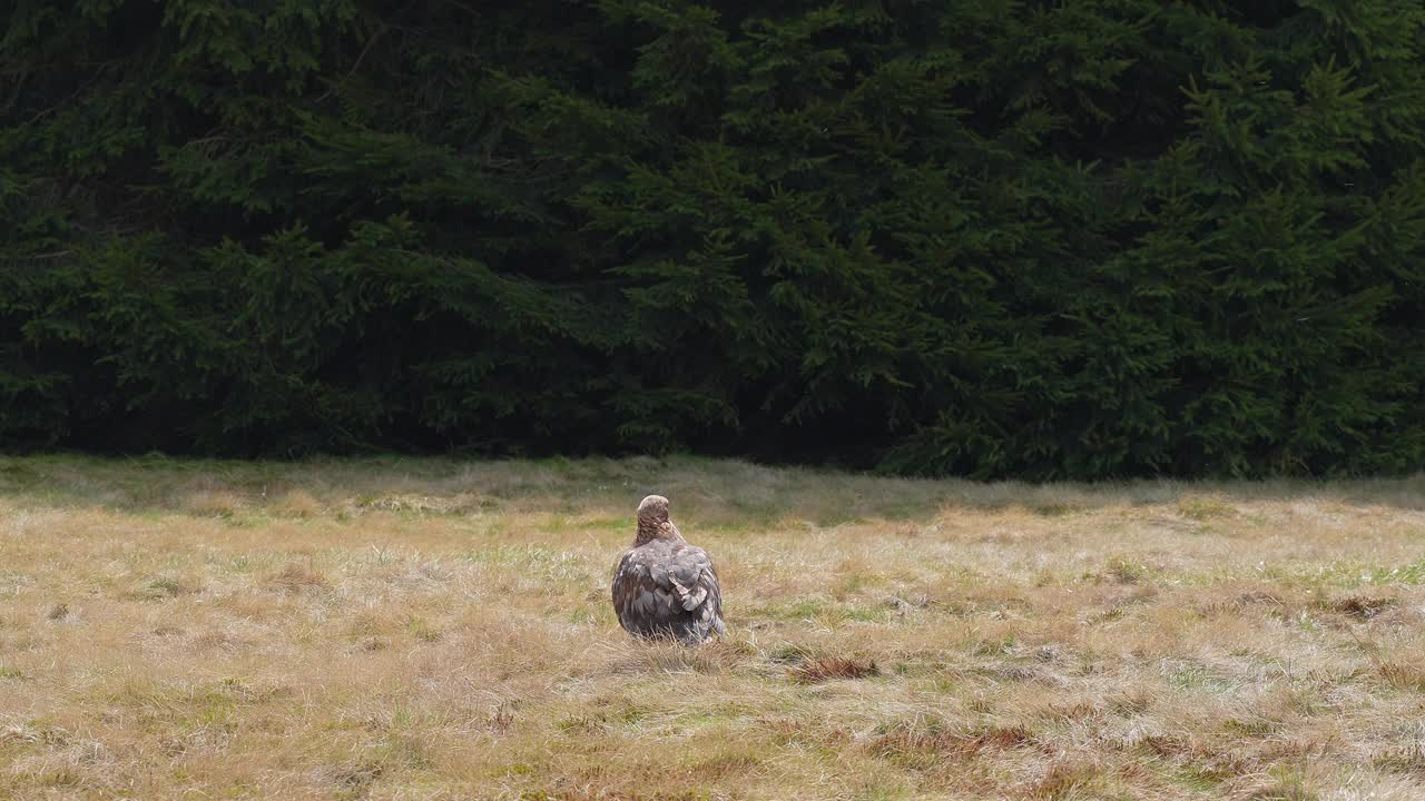 金雕(Aquila chrysaetos)，一只鸟坐在草地上，一只鸟在飞翔视频素材