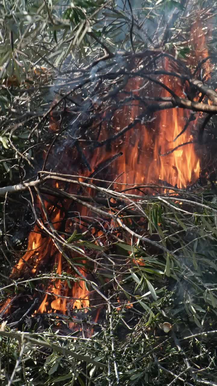 野火特写视频素材