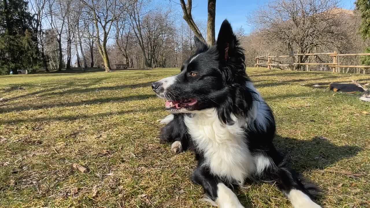 一只放松的边境牧羊犬小狗躺在草地上，好奇地环顾四周。视频素材