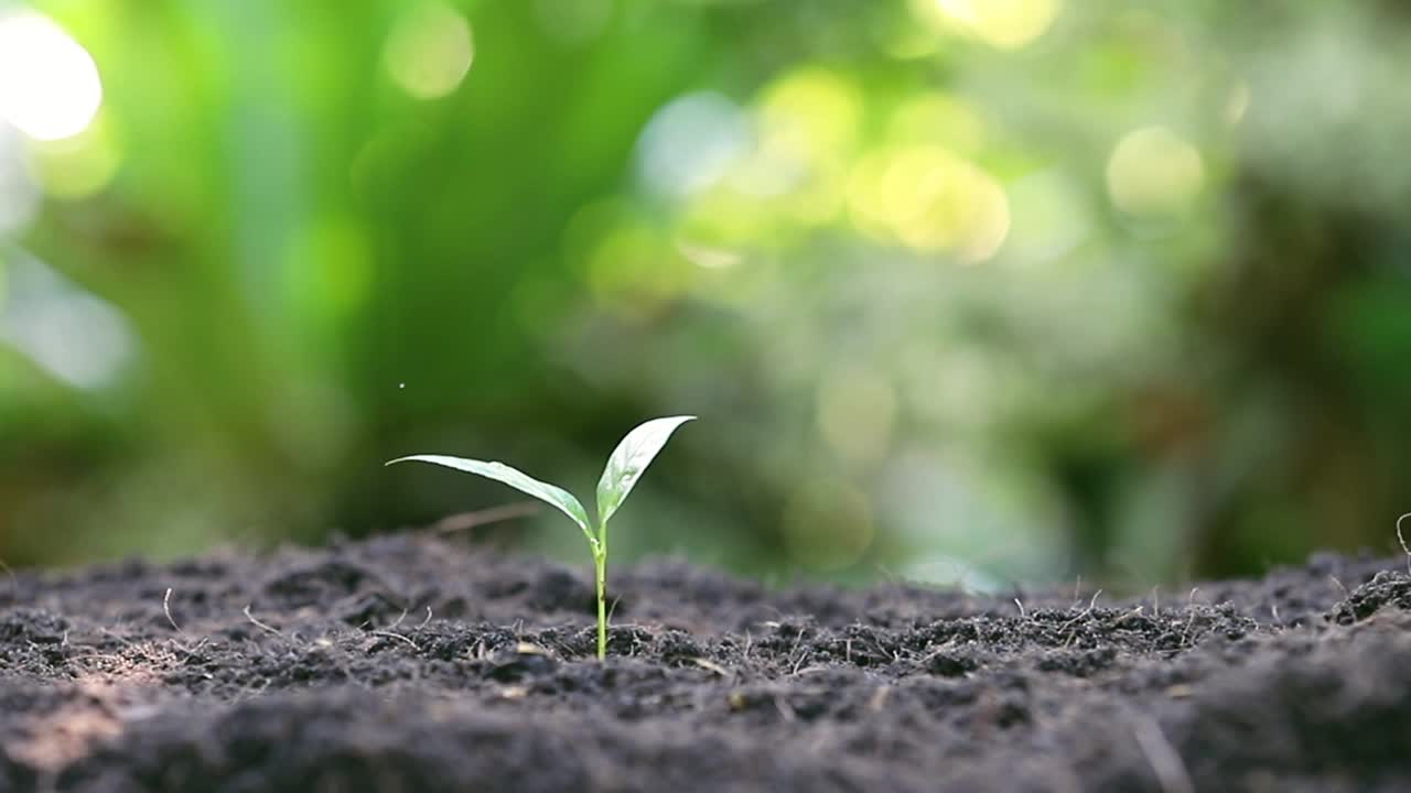 农民的手在肥沃的土壤上浇灌幼苗。用手浇灌幼苗。植物维护和灌溉在肥沃土壤上生长的幼苗。关爱新生命。全高清。视频素材