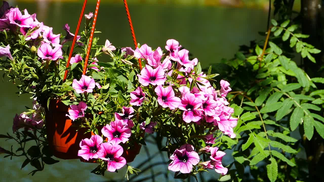 花盆里有美丽明亮的花朵视频素材