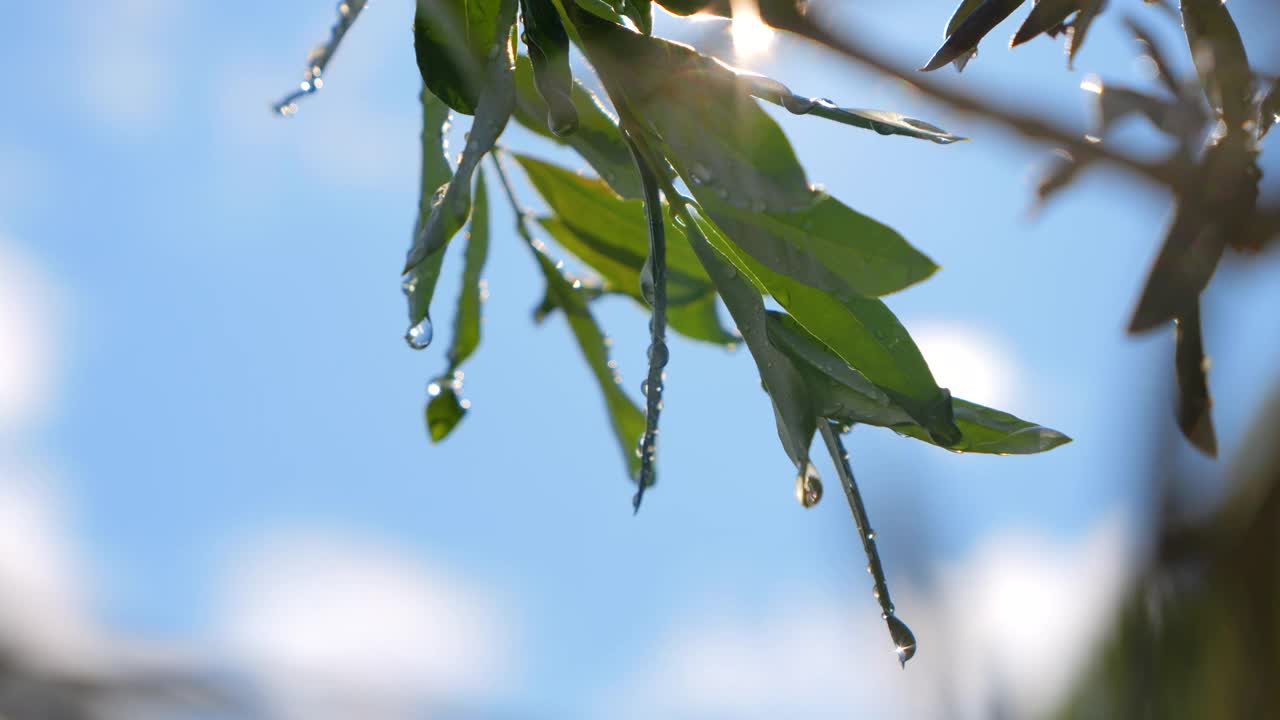 镜头闪光，特写:橄榄树叶子上闪闪发光的新鲜夏雨滴视频下载