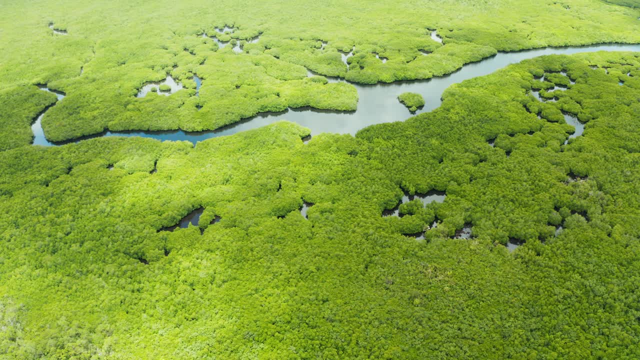 红树林和河流的鸟瞰图。视频素材