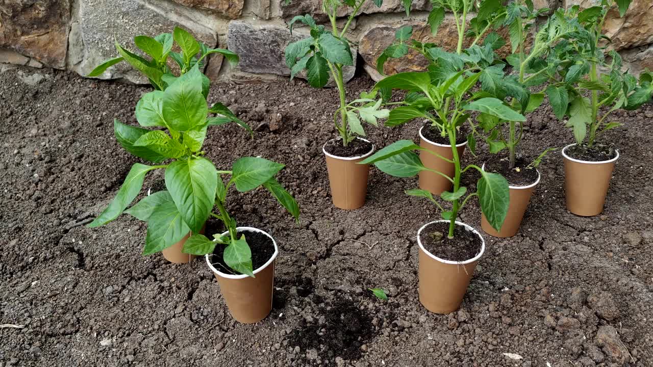 工艺生态杯罐农业的绿色苗木芽育。春季种植和园艺概念视频素材