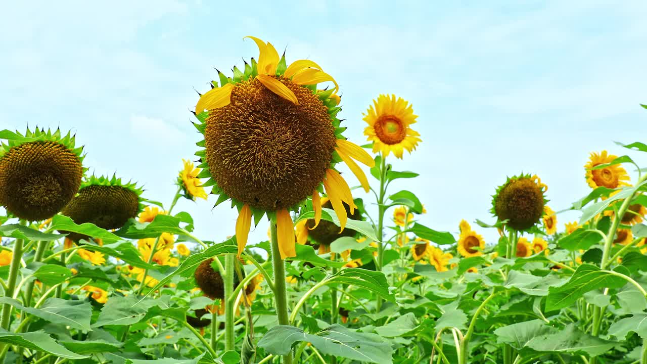 向日葵田自然风光视频素材