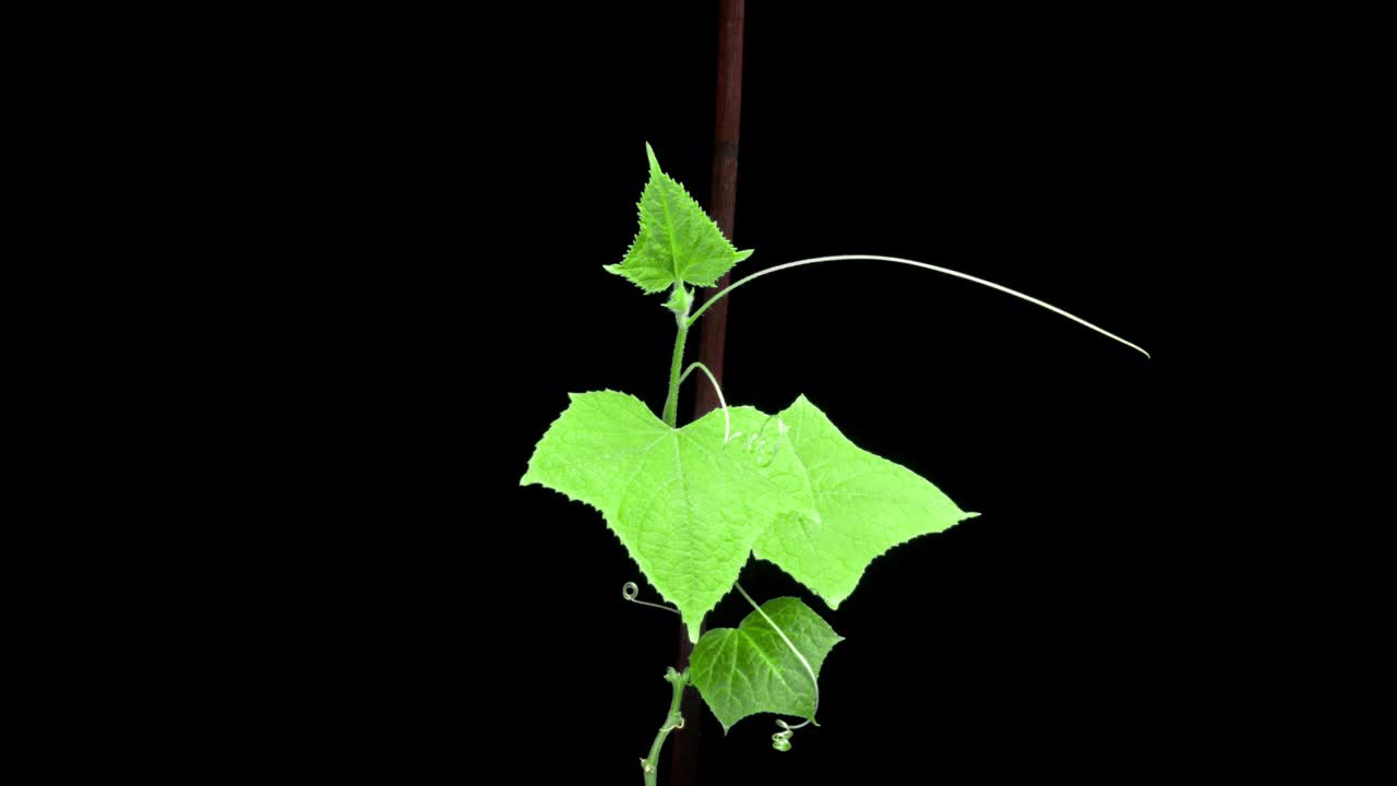 绿色的嫩芽在地里发芽。黄瓜芽。绿色的树叶。黑色的土壤。蔬菜植物。农业业务。文本的空闲空间。视频素材