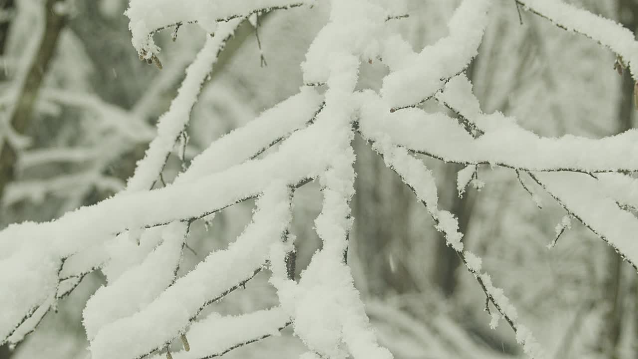 冬季森林视频素材