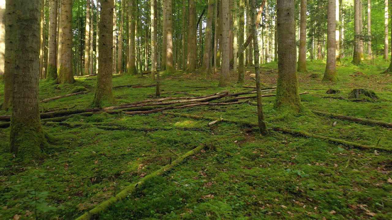 向前飞行的无人机拍摄穿过美丽的绿色苔藓森林地面。视频素材