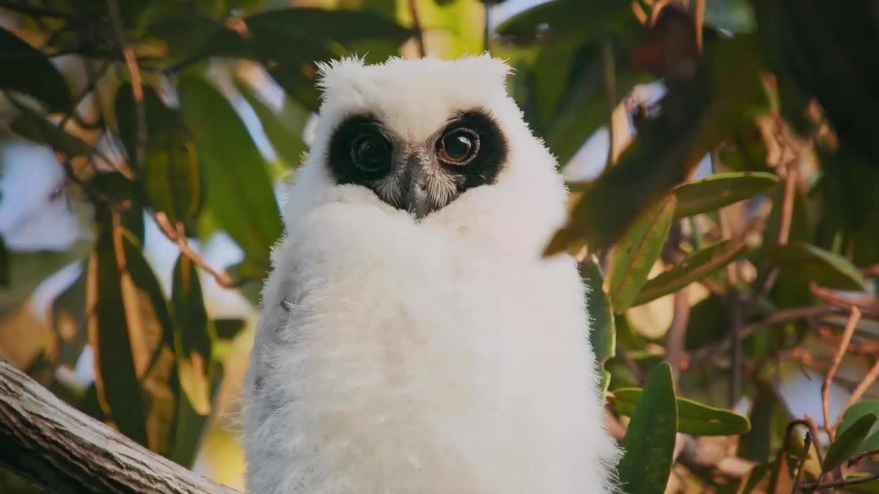 马达加斯加猫头鹰——Asio Madagascar又称马达加斯加或马达加斯加长耳猫头鹰，马达加斯加岛特有，幼雏上有白色分支视频素材