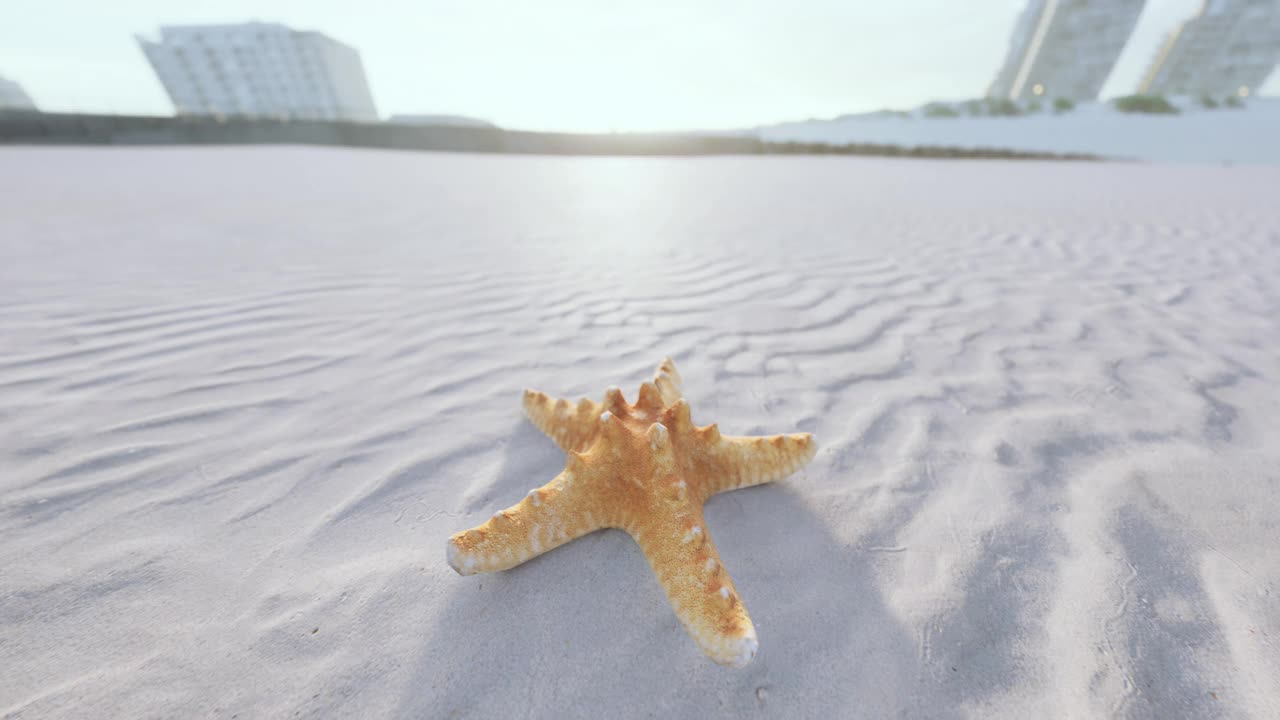 沙滩上的海星视频素材