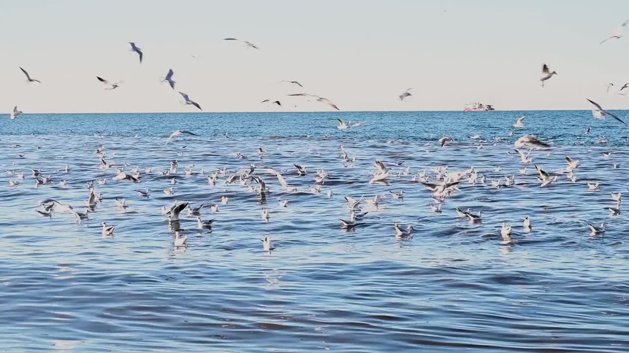 海鸥飞过波涛汹涌的海面。在一个阳光明媚的夏日，黑海海岸海滩上的鹅卵石和海鸟。乔治亚州,巴统视频素材