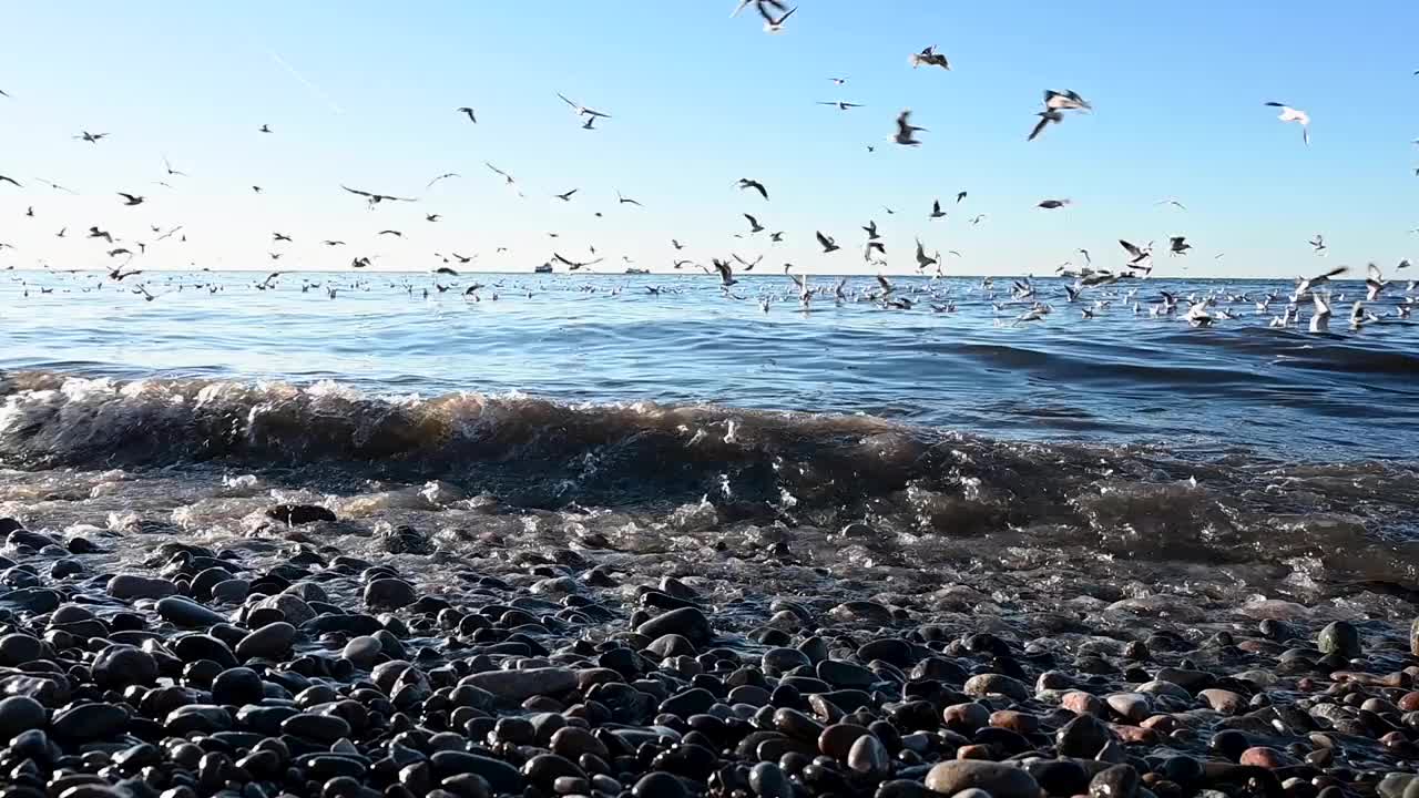 海鸥在海面上飞翔。在一个阳光明媚的夏日，黑海海岸海滩上的鹅卵石和海鸟。乔治亚州,巴统视频素材