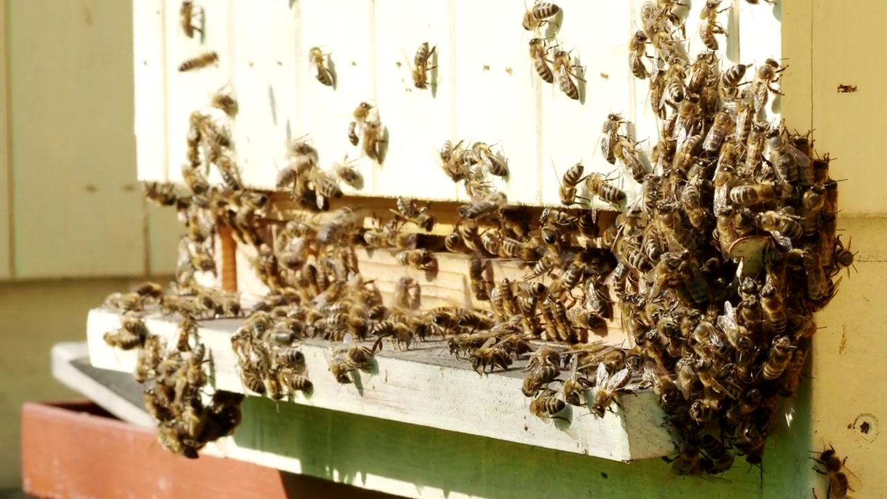 蜜蜂(Apis mellifera)在4K视频中蜂群旁边。视频素材