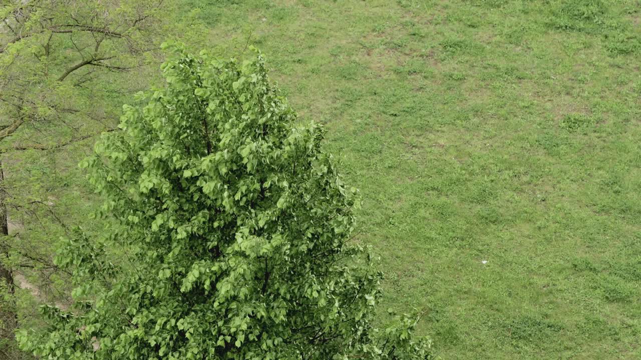 飓风期间，强风摇动着树上的叶子。一场雷雨的开始，一场自然灾害。视频素材