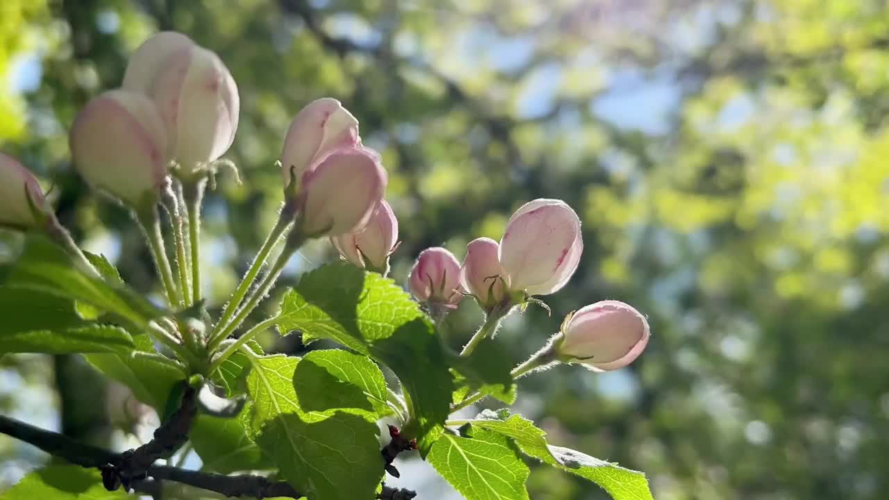 苹果树枝头开满了花视频素材