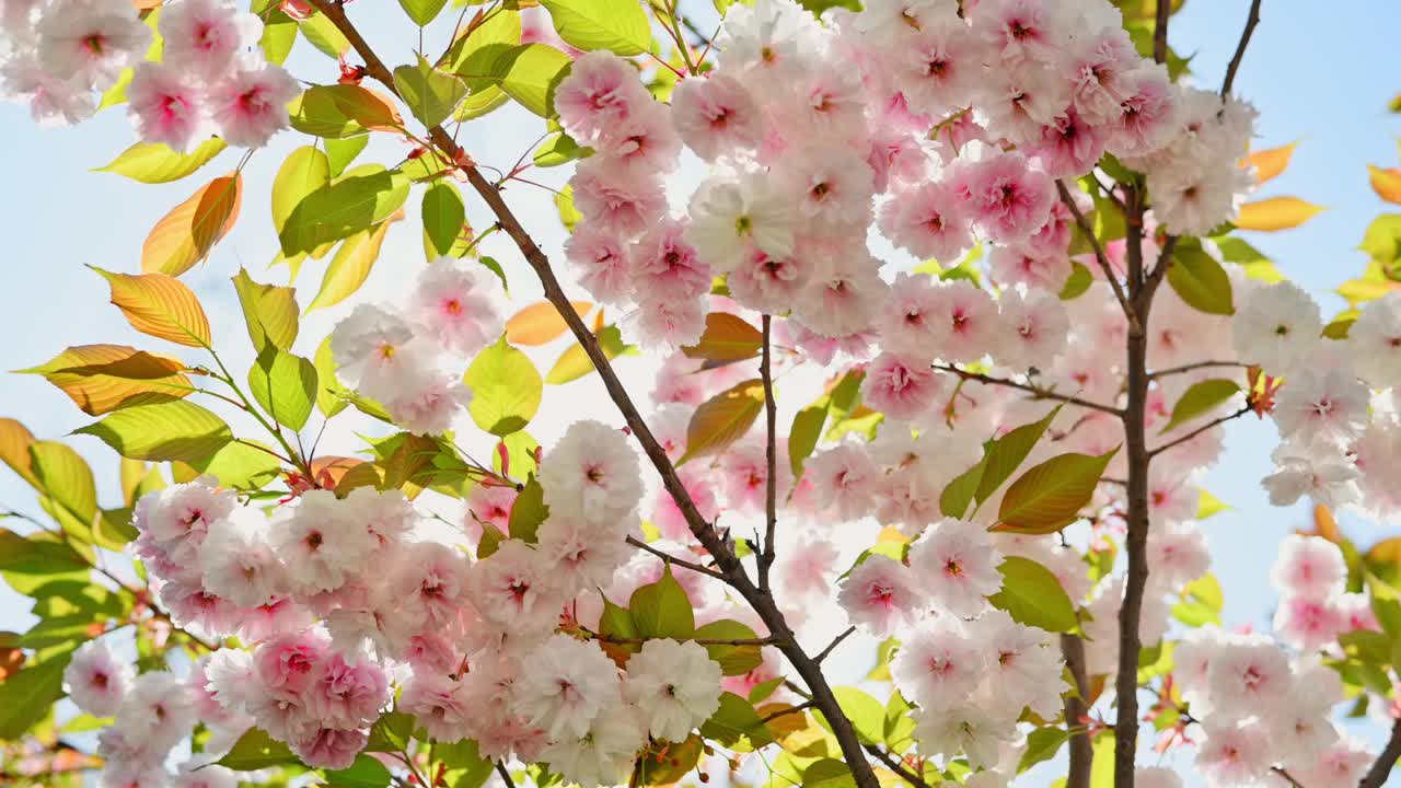 自然花卉春季背景。美丽的开花树枝映衬着蓝天。日本的樱花，樱花，阳光透过枝头。公园里郁郁葱葱的开花树视频下载