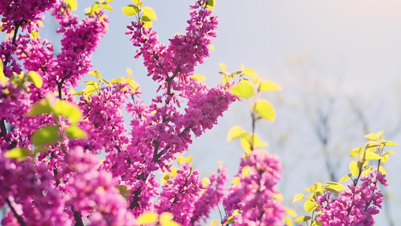 自然花卉春季背景。美丽的开花树枝映衬着蓝天。亮粉色的花朵在树上，阳光透过树枝。公园里郁郁葱葱的开花树视频下载