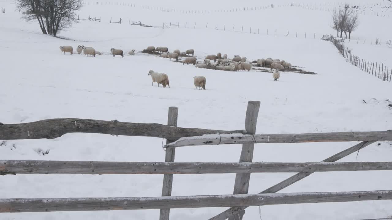 在塞尔维亚大雪纷飞的乡村路上开车视频素材