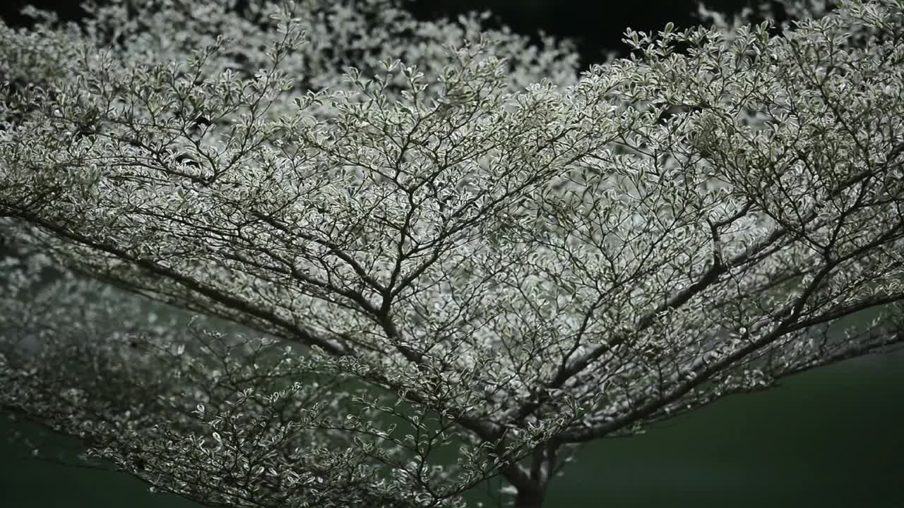 物体和室外视频素材