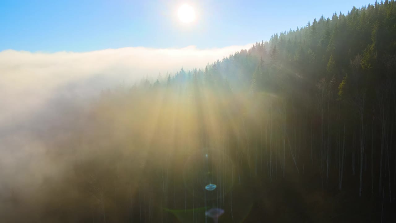 秋天日出时，鸟瞰有雾的黑暗山林松树的惊人景色。美丽的野生林地，黎明时分的阳光熠熠生辉视频素材