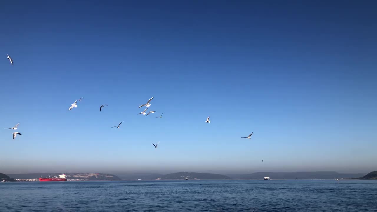 海鸥在海面上飞翔视频素材