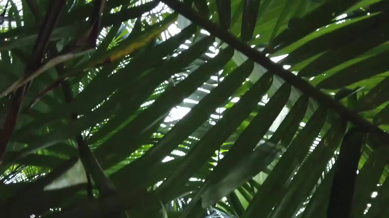 从下面看雨林视频素材