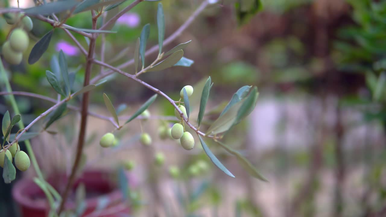 绿橄榄生长在地中海种植园的橄榄树上视频素材