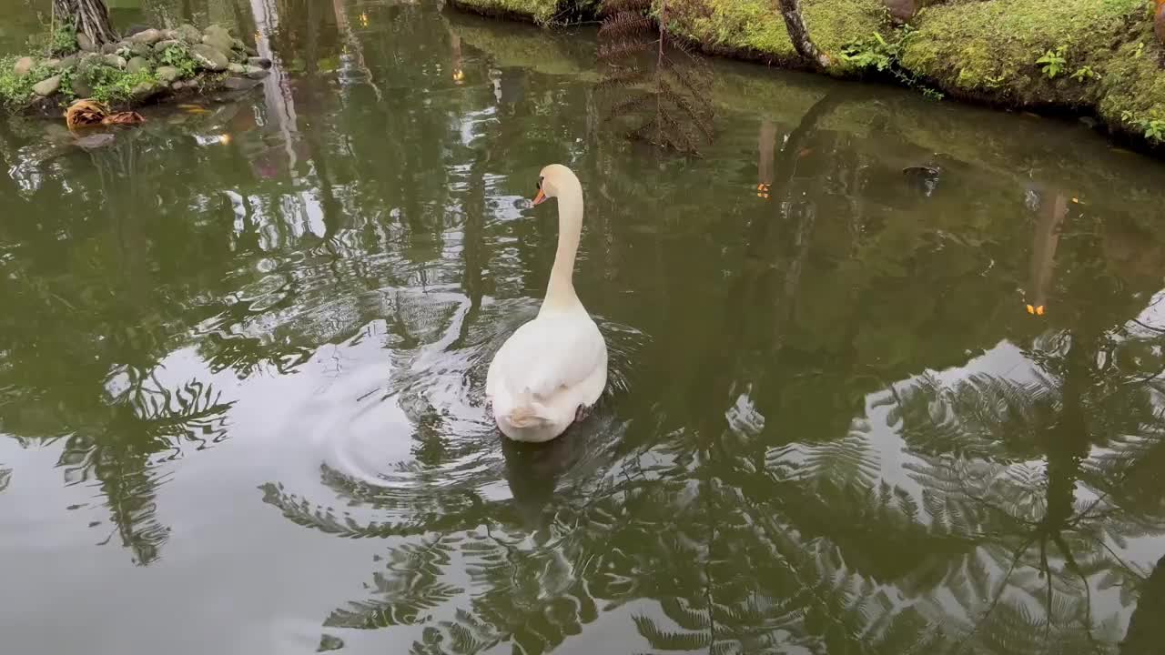 天鹅与湖视频下载