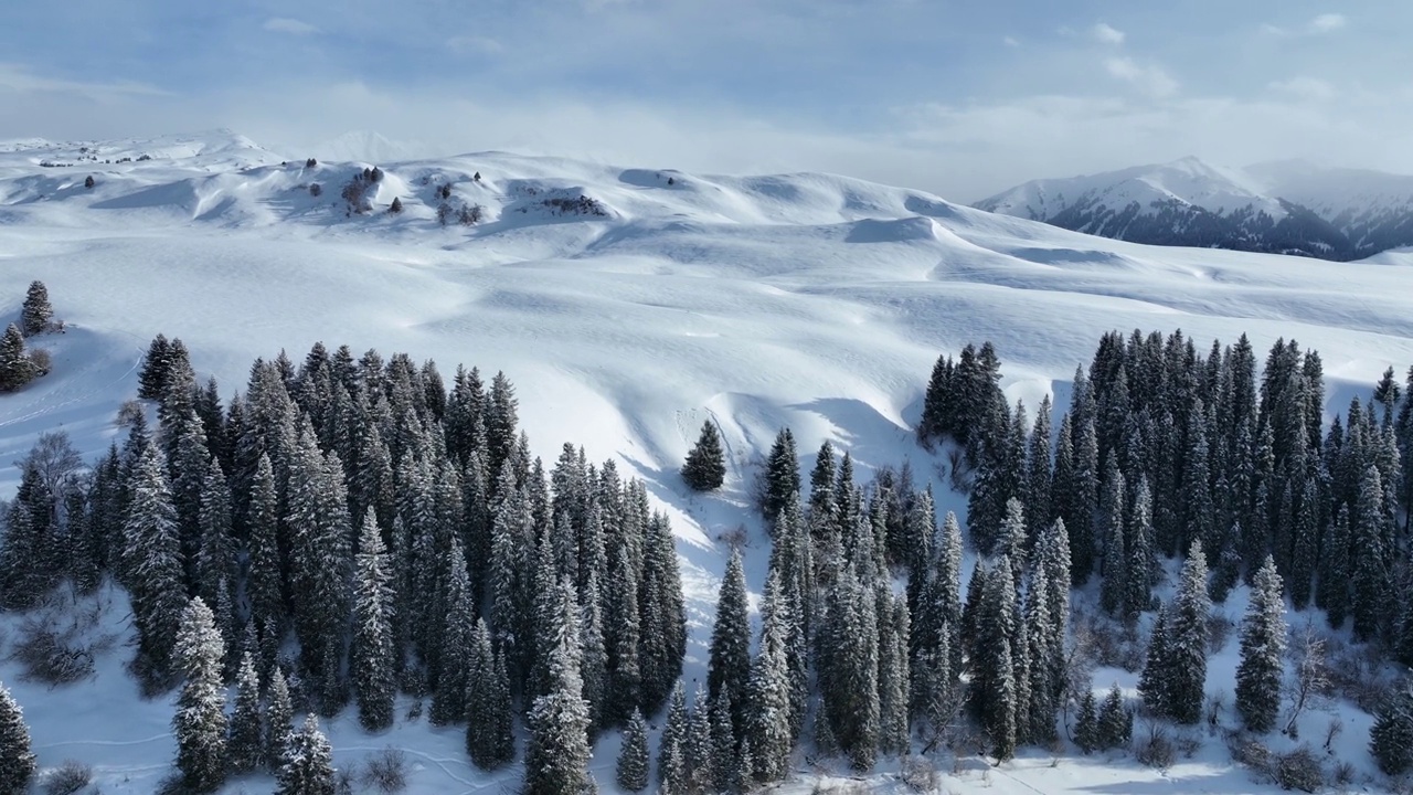 草地和森林被白雪覆盖视频素材