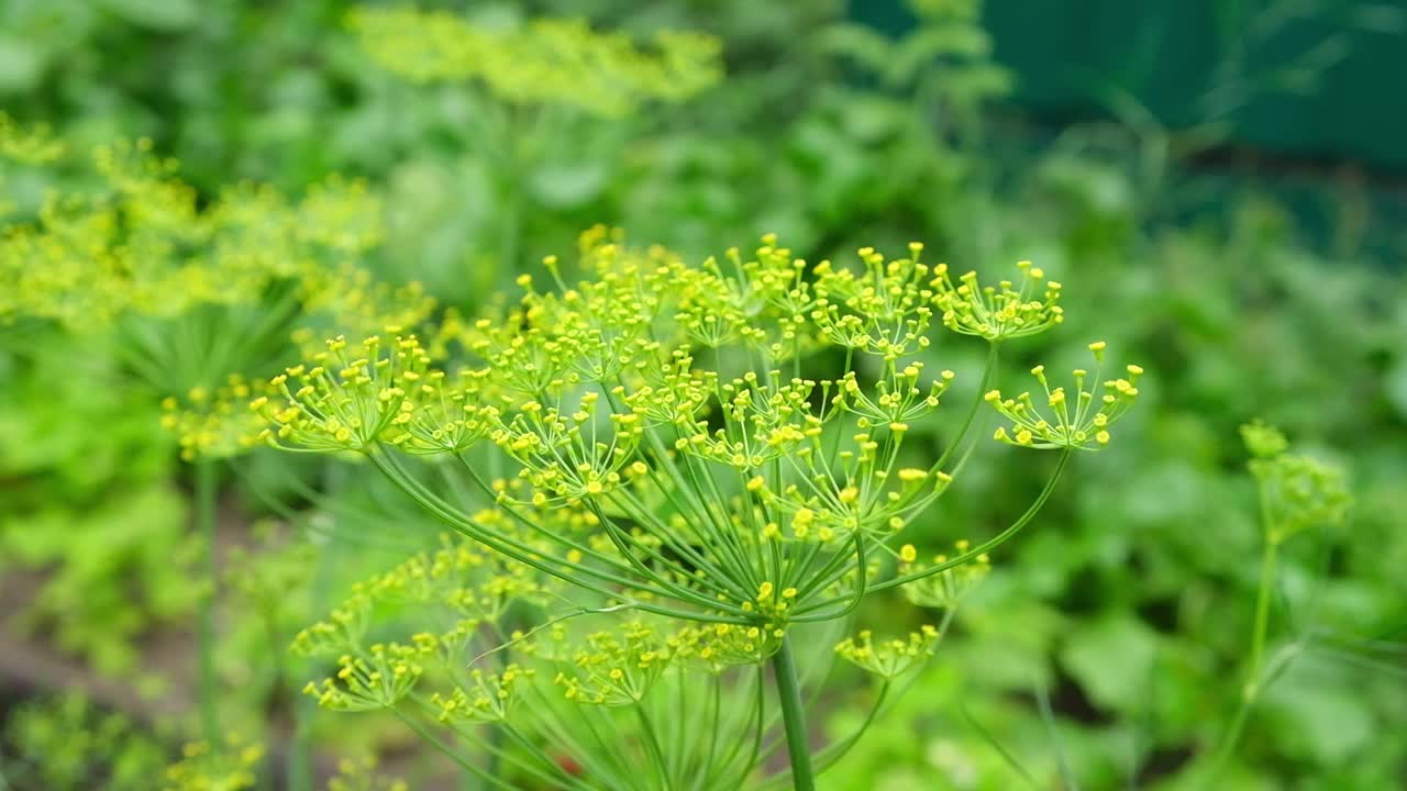 伞形莳萝在风中生长。成熟的绿莳萝在夏末的风中生长。视频素材