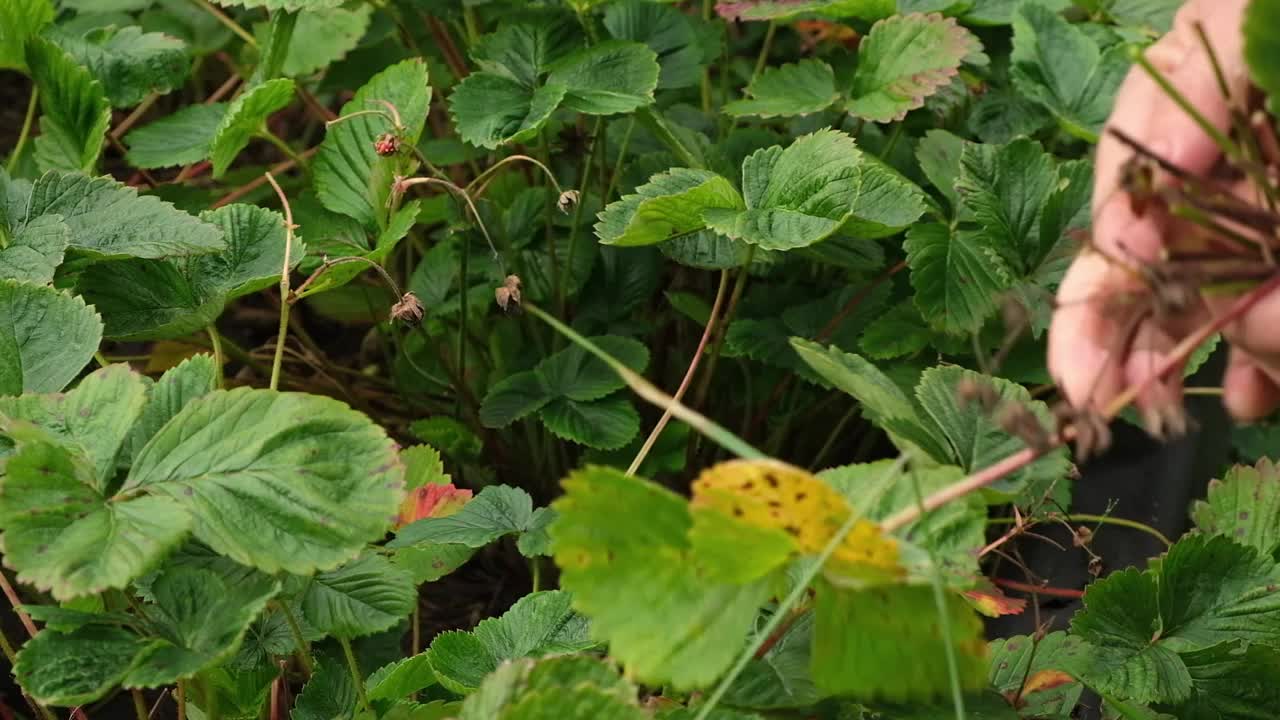 年长的女园丁去除老的，无用的，干燥的，不健康的叶子，草莓匍匐茎，善良的，跑边视频素材