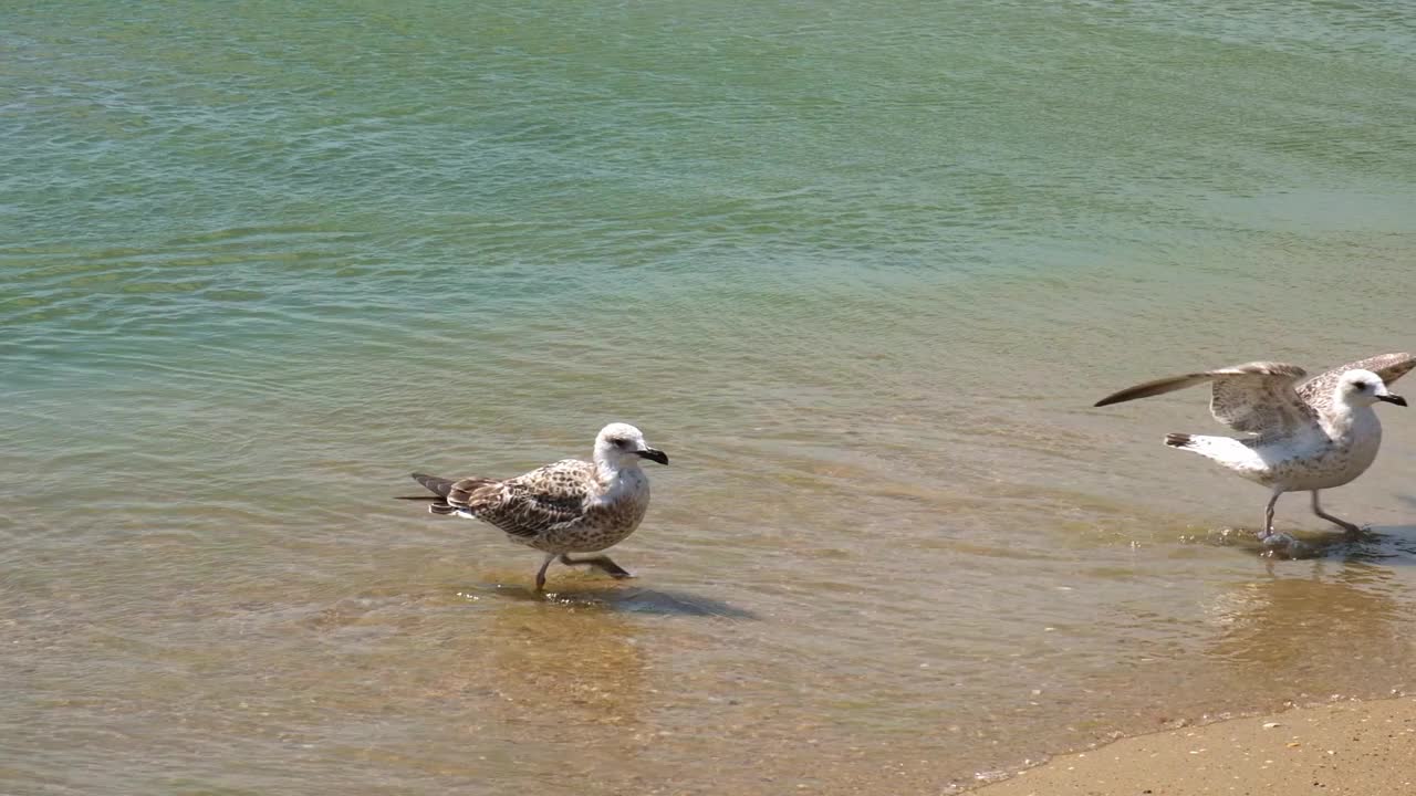 灰色的海鸥沿着海岸散步，寻找食物。Larus cachinnans。Fulmarus glacialis。Larus Fuscus视频素材