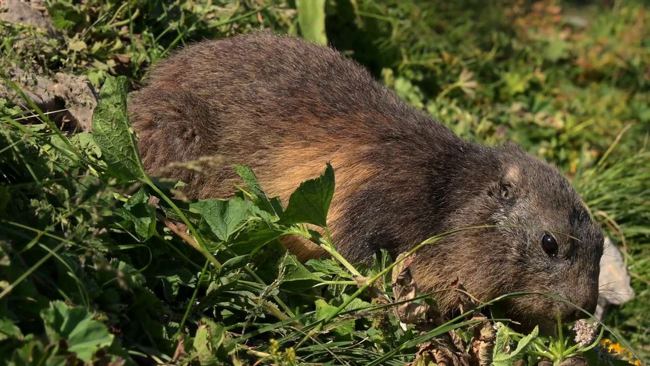 土拨鼠在吃草。瑞士阿尔卑斯山夏季的阿尔卑斯山土拨鼠特写。Marmota Marmota。真正的时间。视频素材