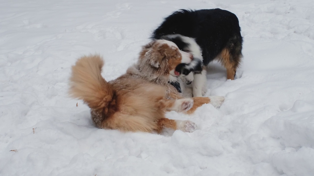 两只黑色和红色的澳大利亚牧羊犬在一起玩耍，咬着，躺在雪地里。4K慢镜头水平镜头。在白雪覆盖的冬季公园与宠物散步。视频素材