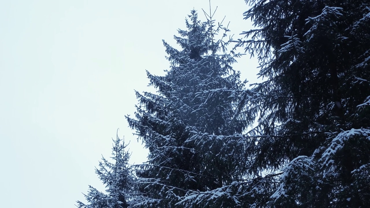 雪中的常绿针叶林在一个寒冷的冬天下雪的一天。从地面到松树和冷杉的顶部。俄罗斯自然环境的4K慢镜头。视频素材