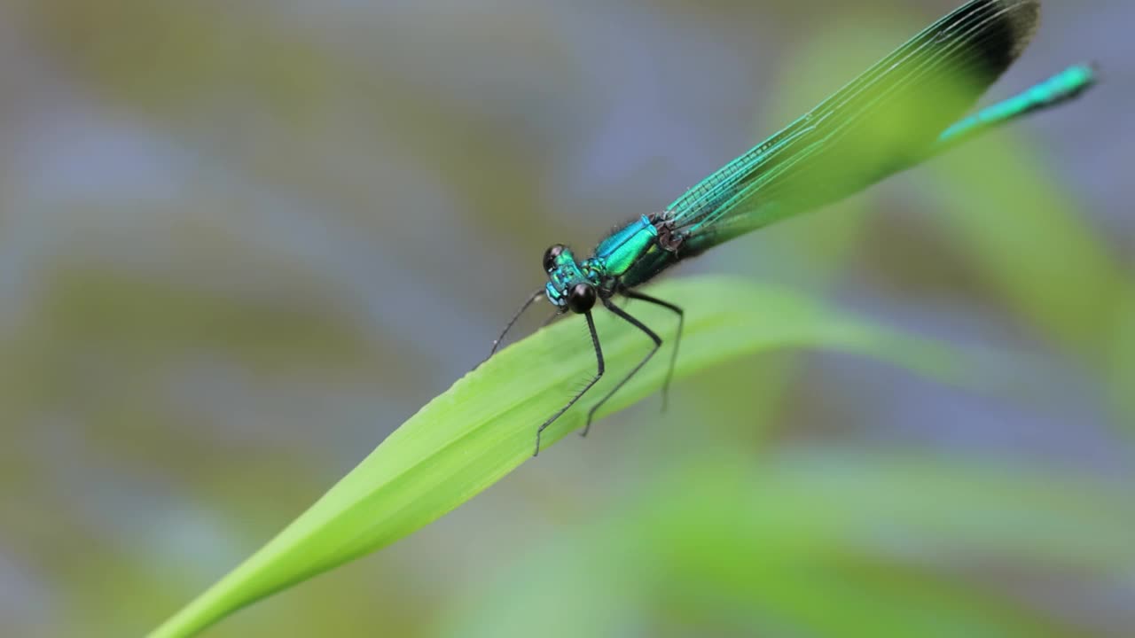 美丽的豆娘(Calopteryx virgo)是属于Calopterygidae家族的欧洲豆娘。它经常在水流湍急的水域被发现，这是它最熟悉的地方。视频素材