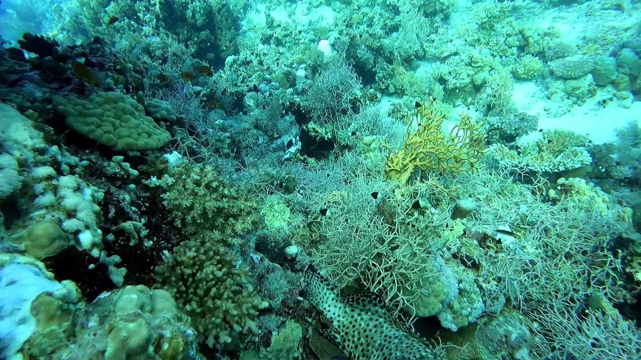 埃及红海海底的蜂窝石斑鱼视频素材