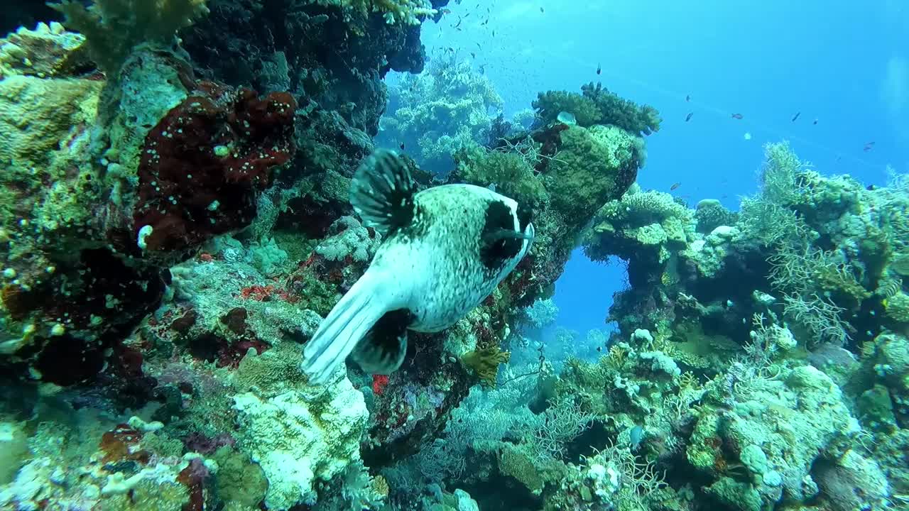 红海底部的黑斑河豚视频素材