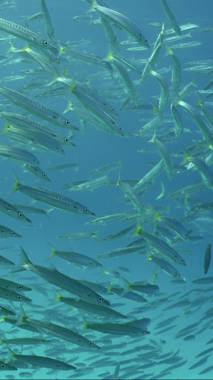 许多梭鱼漂浮在水柱的特写，慢动作视频素材