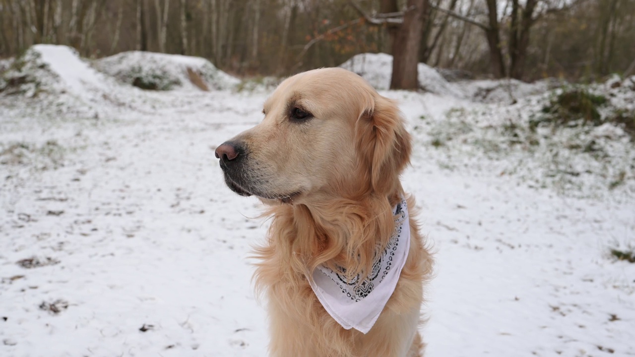 冬天走在雪地里的金毛猎犬视频素材