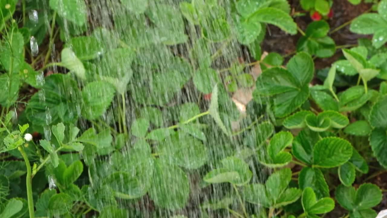 一个男人正在给床浇水。用喷壶给绿色的花园浇水。视频素材